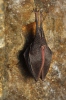 Lesser Horseshoe Bat