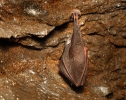 Lesser Horseshoe Bat