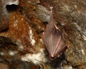 Lesser Horseshoe Bat