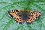 Lesser Marbled Fritillary