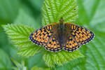 Lesser Marbled Fritillary