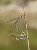 Lestes virens