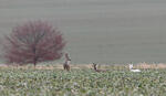 Leucistic Doe