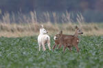 Leucistic Doe