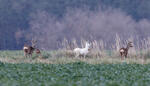 Leucistic Doe