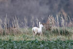 Leucistic Doe