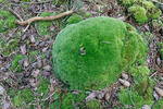 Leucobryum glaucum