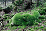 Leucobryum glaucum