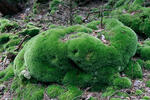 Leucobryum glaucum