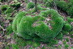 Leucobryum glaucum