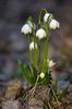 Leucojum vernum