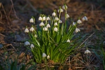 Leucojum vernum