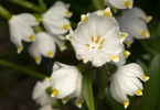 Leucojum vernum