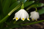 Leucojum vernum