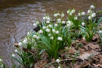 Leucojum vernum