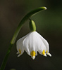 Leucojum vernum