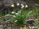 Leucojum vernum