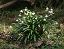 Leucojum vernum