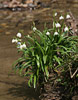 Leucojum vernum