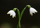 Leucojum vernum