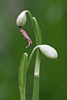 Leucojum vernum