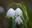 Leucojum vernum