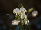 Leucojum vernum