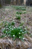 Leucojum vernum