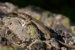 Lézard des murailles