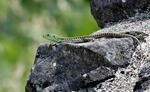 Lézard des ruines