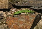 Lézard des souches