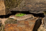 Lézard des souches