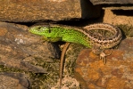 Lézard des souches