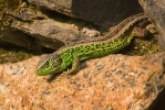 Lézard des souches