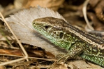 Lézard des souches