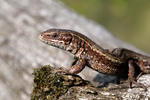 Lézard vivipare