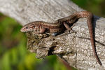 Lézard vivipare