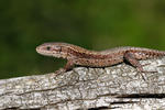 Lézard vivipare