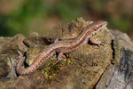 Lézard vivipare