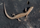 Lézard vivipare