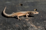 Lézard vivipare