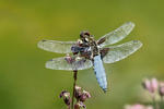 Libellula depressa