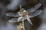 Libellula quadrimaculata