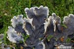 Lichen