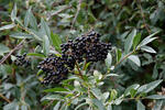 Ligustrum vulgare