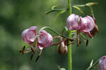 Lilium martagon