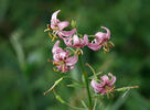 Lilium martagon