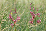 Lilium martagon