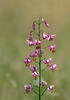 Lilium martagon