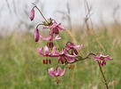 Lilium martagon